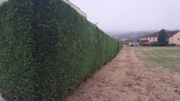 seto de leylandii 6 (R)